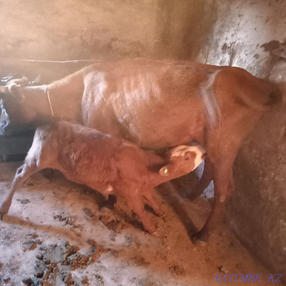 Cow with calves for sale  - photo 1