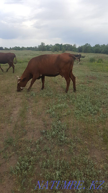 Cow with two calves  - photo 1