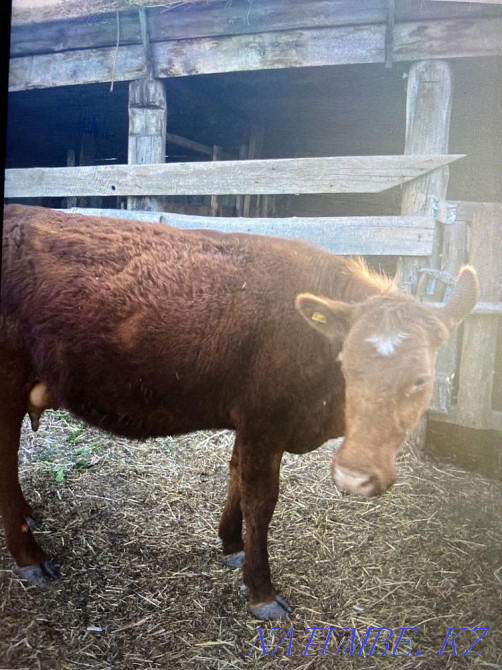 I will sell a cow  - photo 1