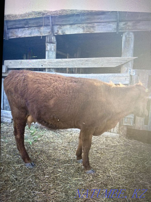 I will sell a cow  - photo 2