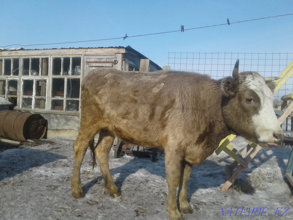 I will sell a cow for 350.000 Semey - photo 1