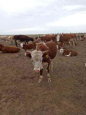 Продам корова с теленком 400тысыч Сарыкамыс