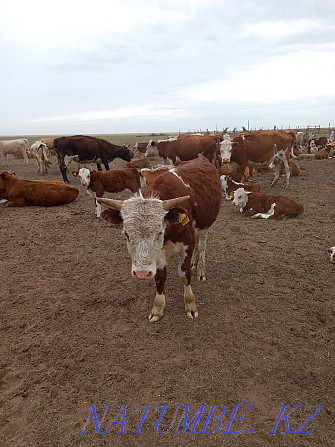 Продам корова с теленком 400тысыч Сарыкамыс - изображение 1