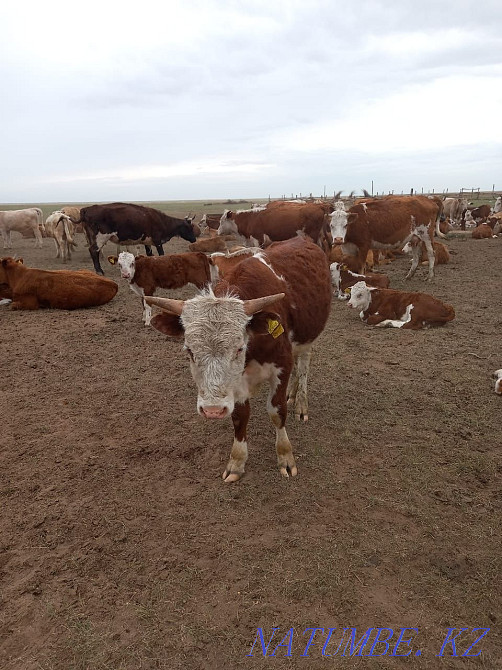 Продам корова с теленком 400тысыч Сарыкамыс - изображение 1