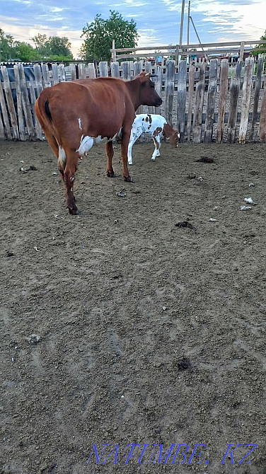 Sell cow and calf Тарановское - photo 3
