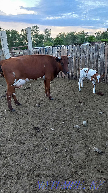 Sell cow and calf Тарановское - photo 2