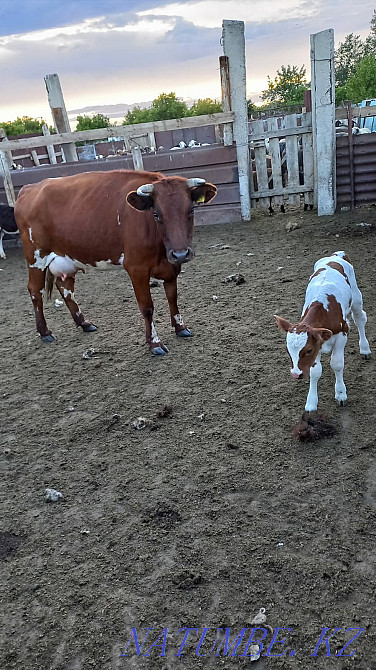 Sell cow and calf Тарановское - photo 1