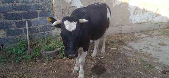 Корова жирная молодая 