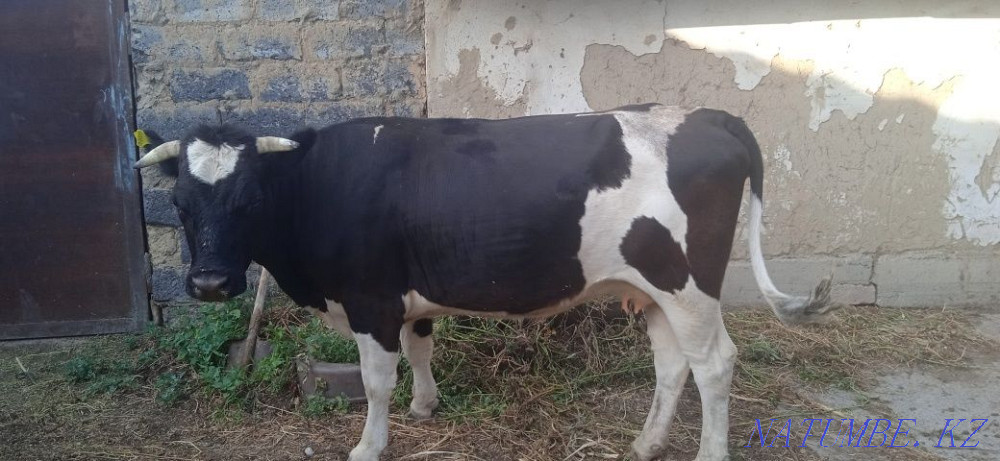 Корова жирная молодая  - изображение 3