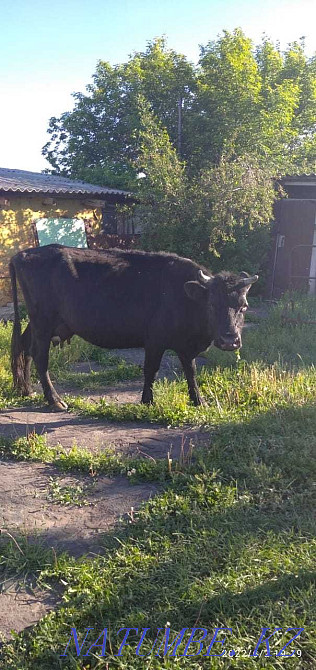 I will sell a cow bargaining is appropriate  - photo 2