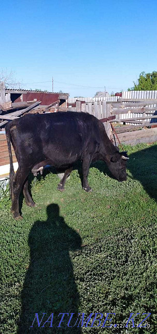 I will sell a cow bargaining is appropriate  - photo 1