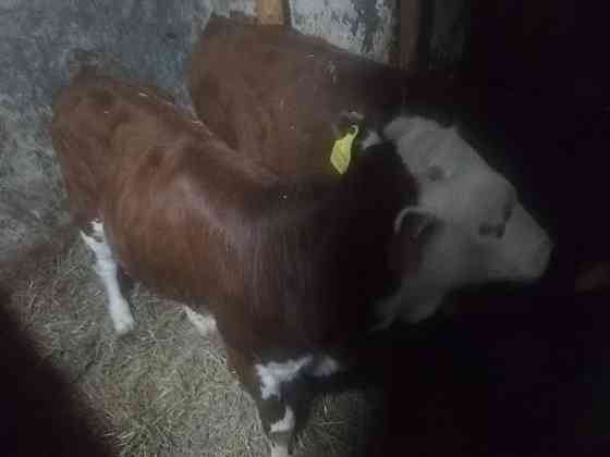 Корова с телёнком, на подсосе Кокшетау