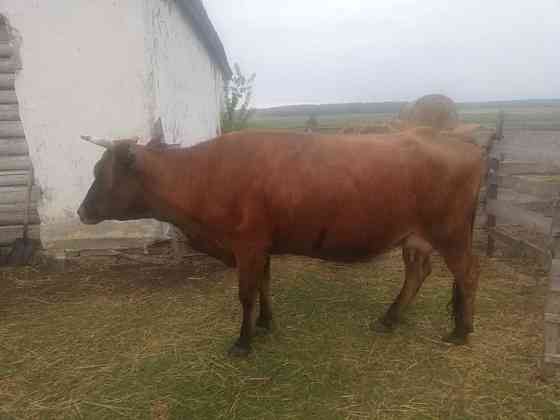 Корова с телёнком, на подсосе Kokshetau