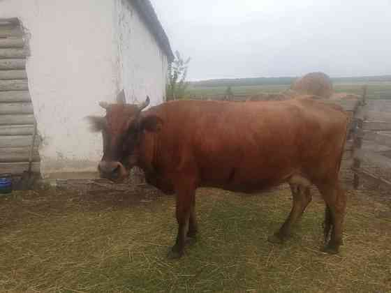 Корова с телёнком, на подсосе Кокшетау
