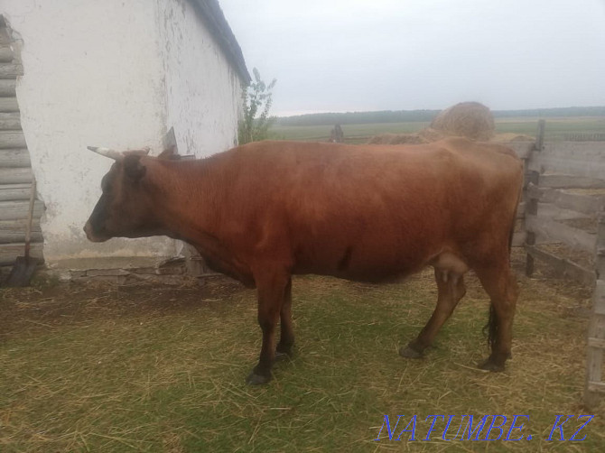 Cow with calf, suckling Kokshetau - photo 1