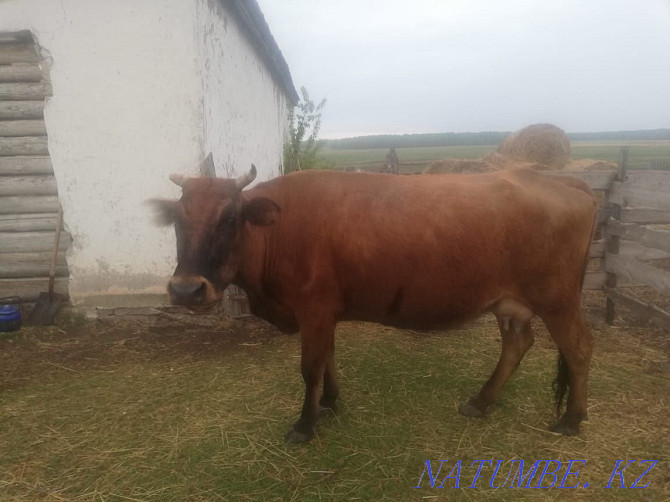 Cow with calf, suckling Kokshetau - photo 2