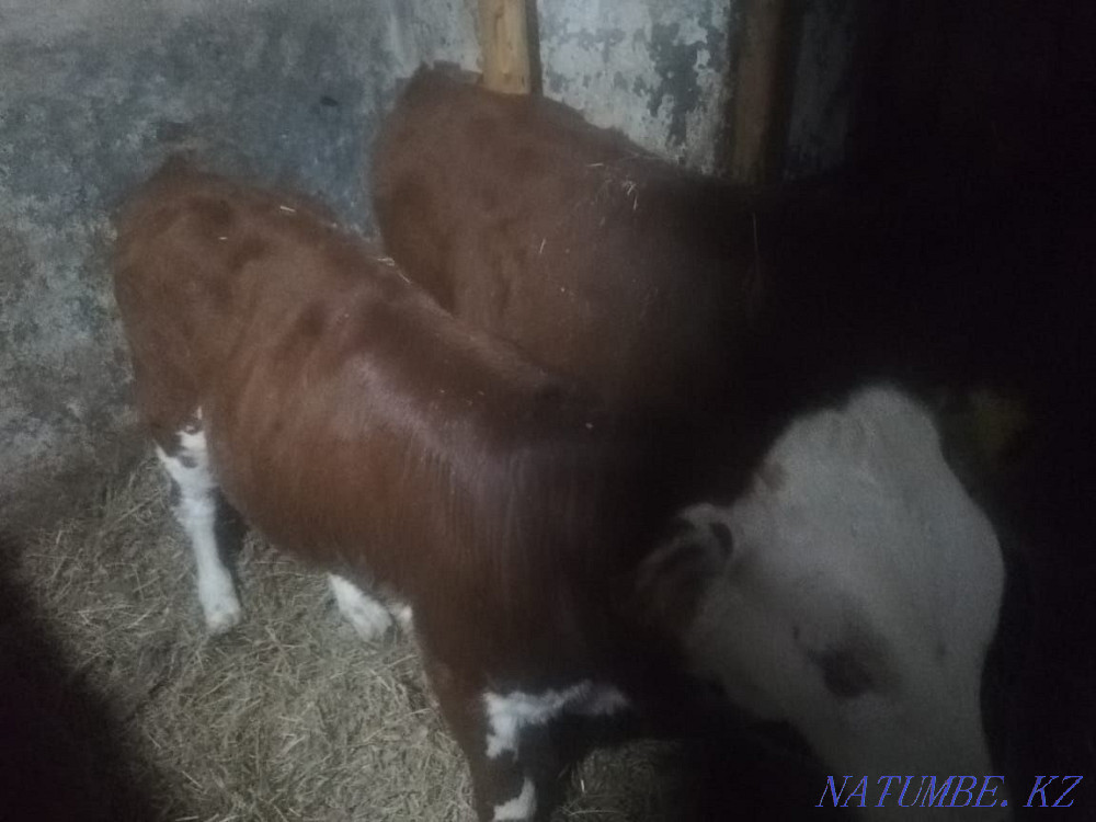 Cow with calf, suckling Kokshetau - photo 4