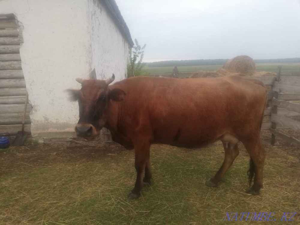Cow with calf, suckling Kokshetau - photo 2