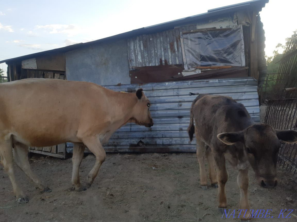 Sell cattle cow calves Ush-Tyube - photo 2