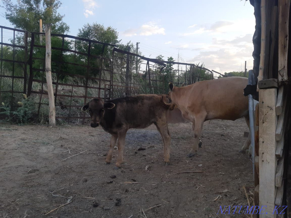 Sell cattle cow calves Ush-Tyube - photo 3