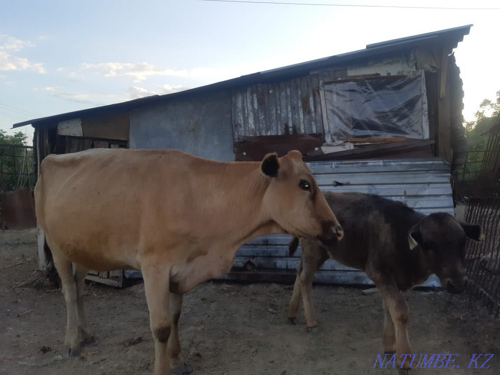 Sell cattle cow calves Ush-Tyube - photo 1