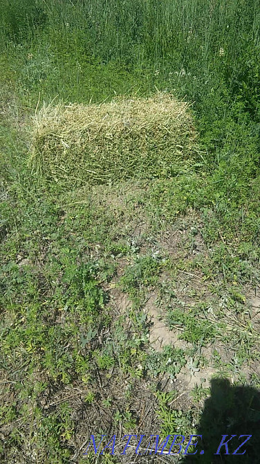 Sell cattle cow calves Ush-Tyube - photo 4