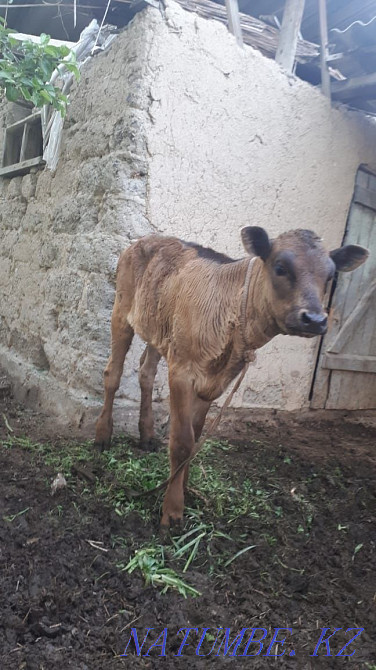 Selling cow and calf Мухаметжан Туймебаева - photo 3