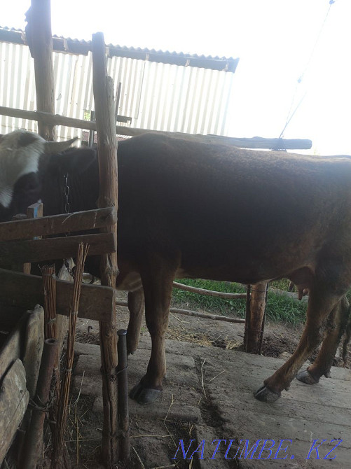 Продам доенную корову Есик - изображение 4