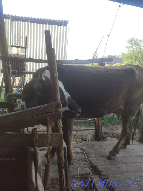 Продам доенную корову Есик - изображение 3