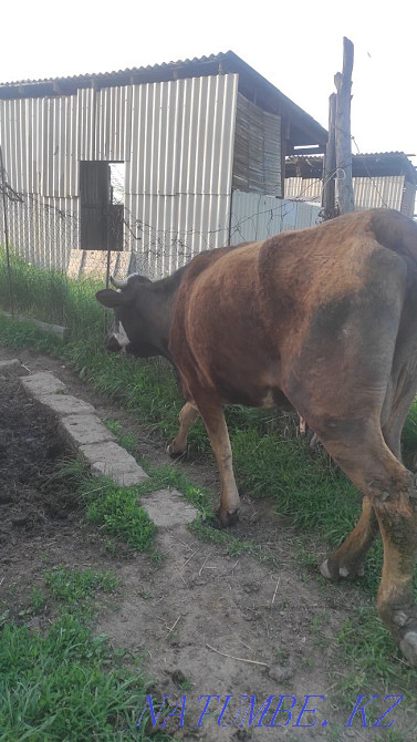 Продам доенную корову Есик - изображение 2
