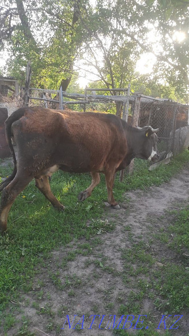 Продам доенную корову Есик - изображение 1