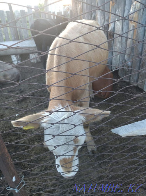 Продам 2 телки 1.5 и дойную корову Петропавловск - изображение 4