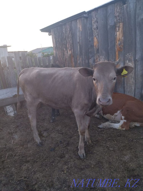 Продам 2 телки 1.5 и дойную корову Петропавловск - изображение 1