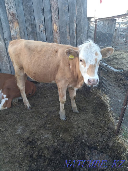 Продам 2 телки 1.5 и дойную корову Петропавловск - изображение 3