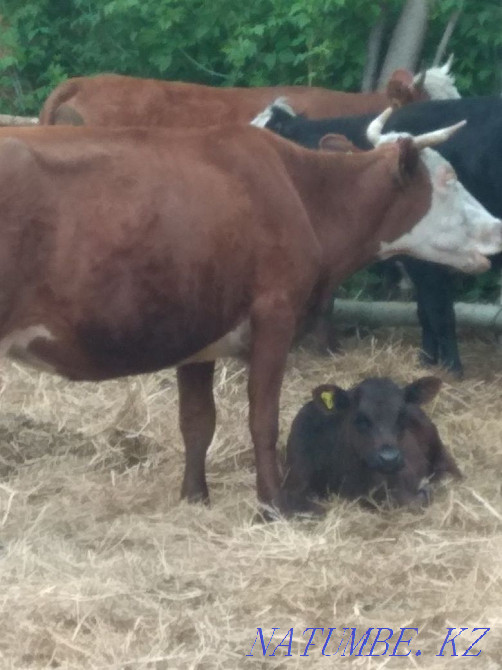 Sell cow and calf  - photo 1