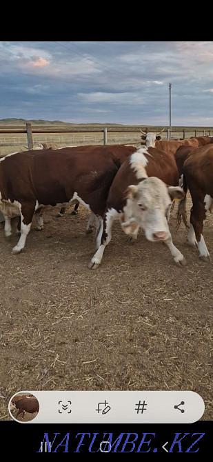 cows for sale Чапаево - photo 1