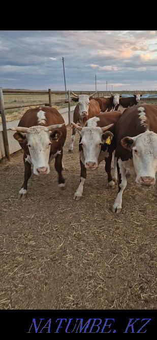 cows for sale Чапаево - photo 2