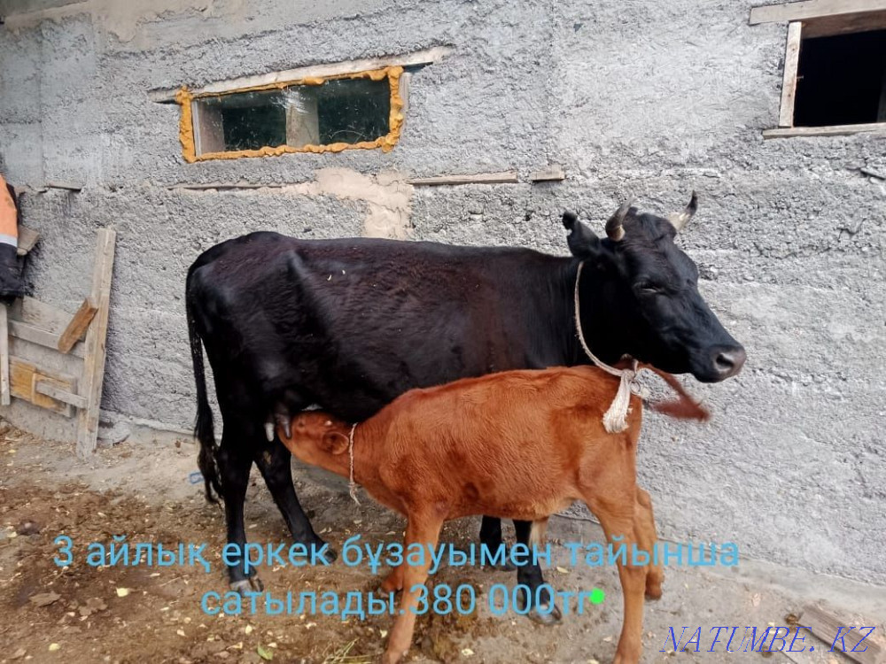 Cow siyr satylada  - photo 4