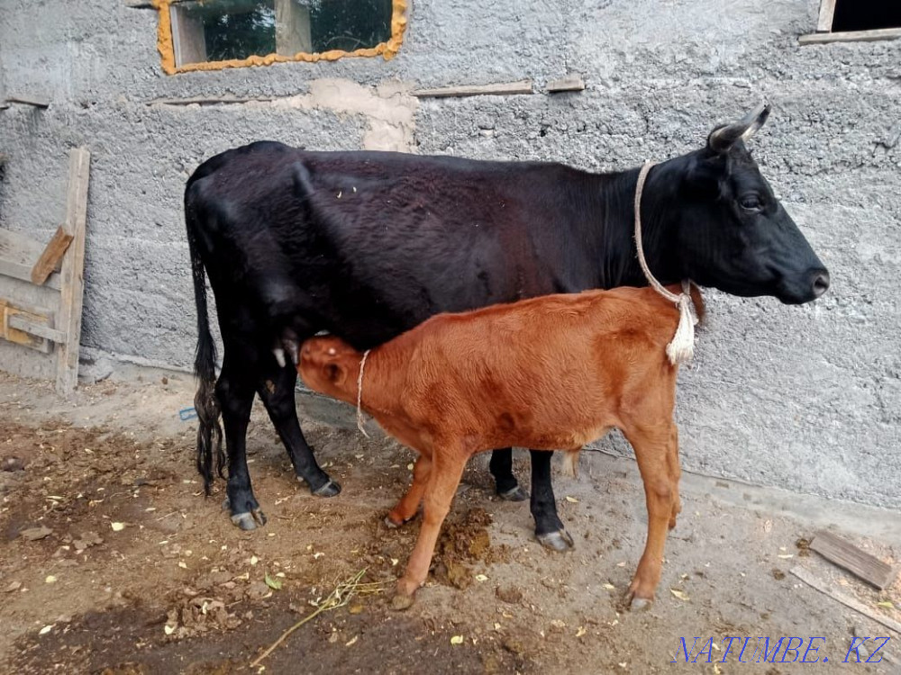 Cow siyr satylada  - photo 3