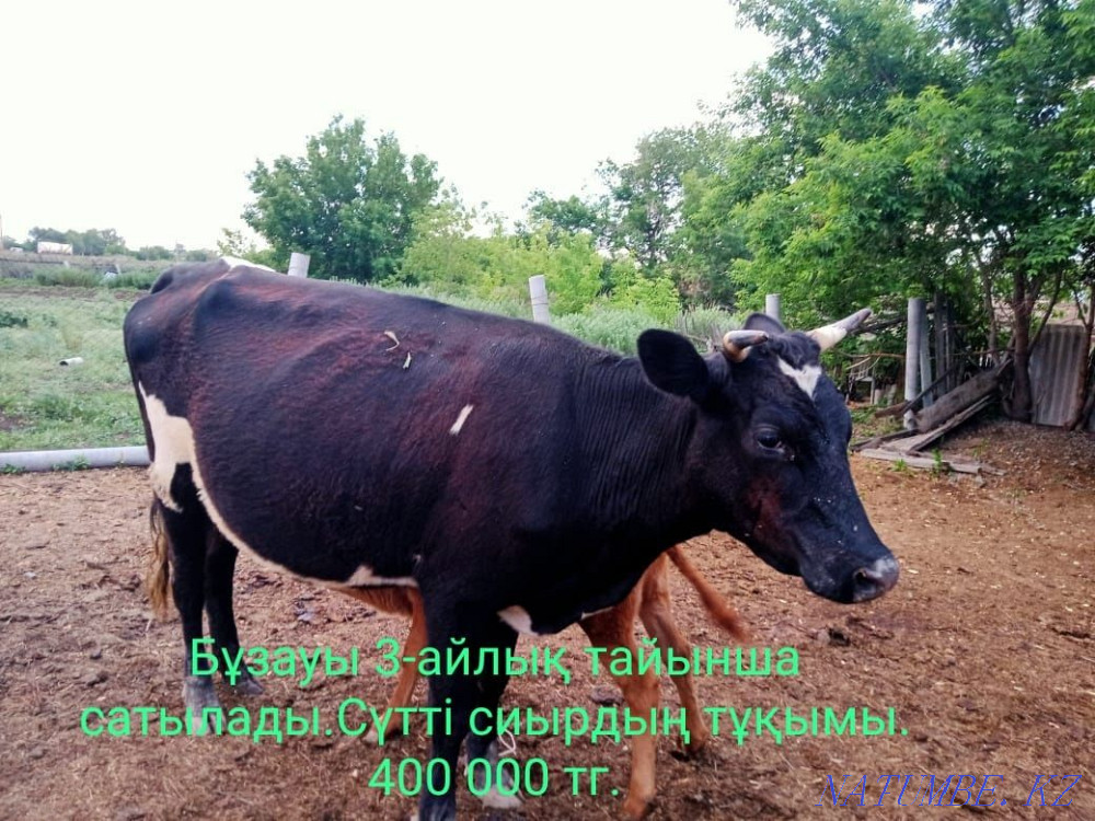 Cow siyr satylada  - photo 1