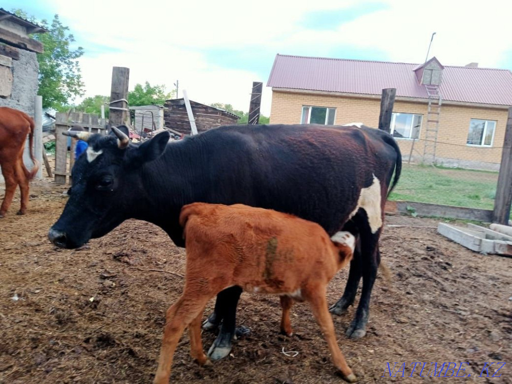 Cow siyr satylada  - photo 2