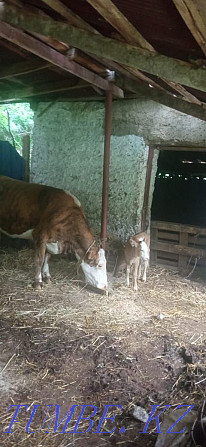 Cow calves for sale Almaty - photo 1