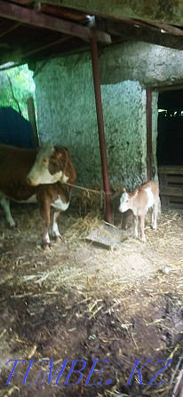 Cow calves for sale Almaty - photo 2