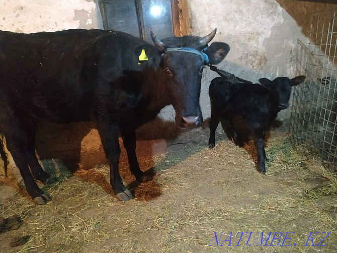 Dairy cow with calf for sale. Sauyn siyr satyladi buzauymen Aqtobe - photo 4