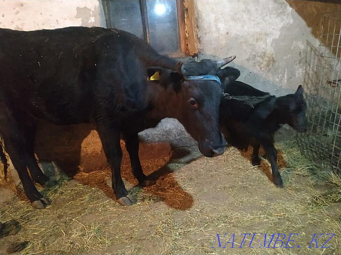 Dairy cow with calf for sale. Sauyn siyr satyladi buzauymen Aqtobe - photo 2