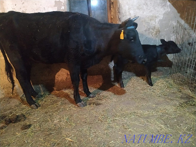 Dairy cow with calf for sale. Sauyn siyr satyladi buzauymen Aqtobe - photo 3
