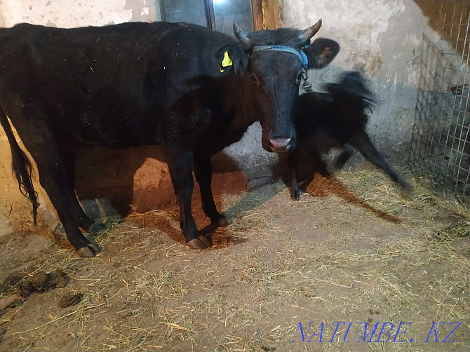 Dairy cow with calf for sale. Sauyn siyr satyladi buzauymen Aqtobe - photo 1