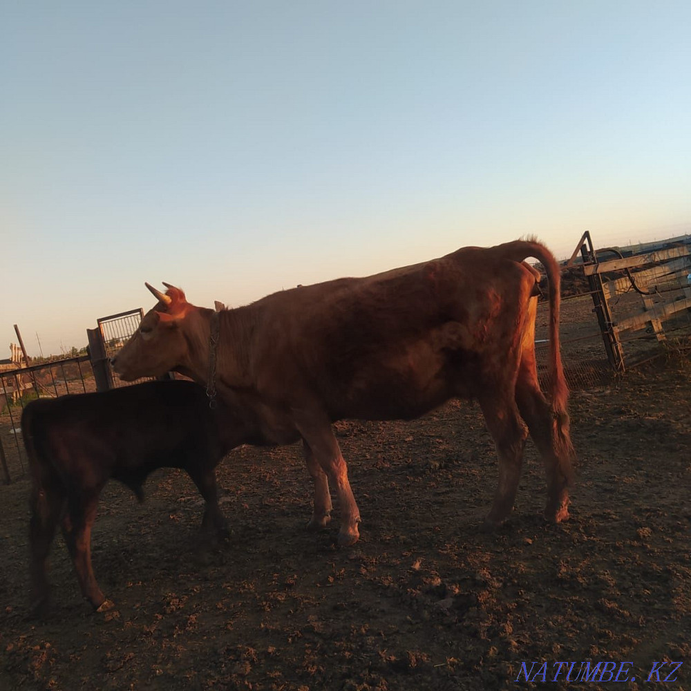 Selling a cow and calf. 400.000tg Чапаево - photo 1
