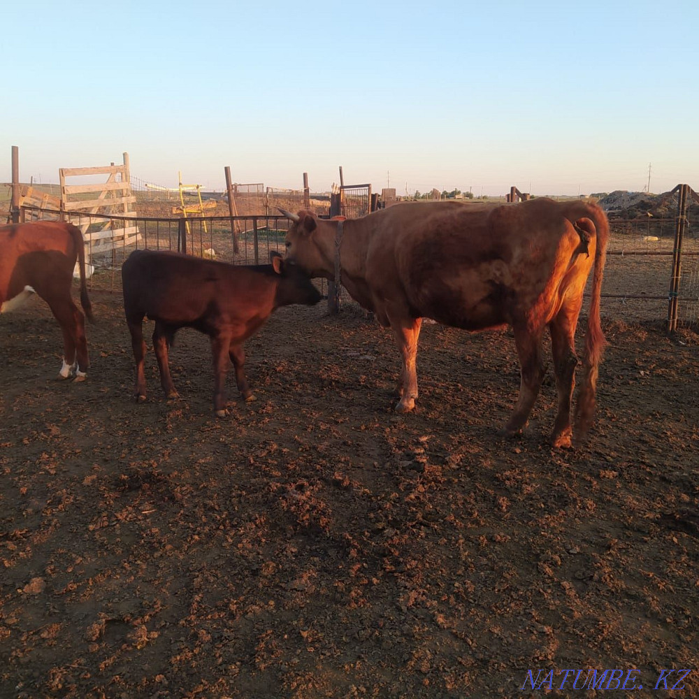 Selling a cow and calf. 400.000tg Чапаево - photo 2