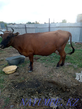 Sell cow!!! Ust-Kamenogorsk - photo 1